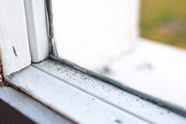 Best Post-Construction Mold Inspection  in Funny River, AK