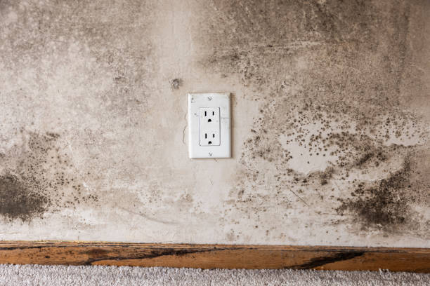 Funny River, AK Mold Removal Pros