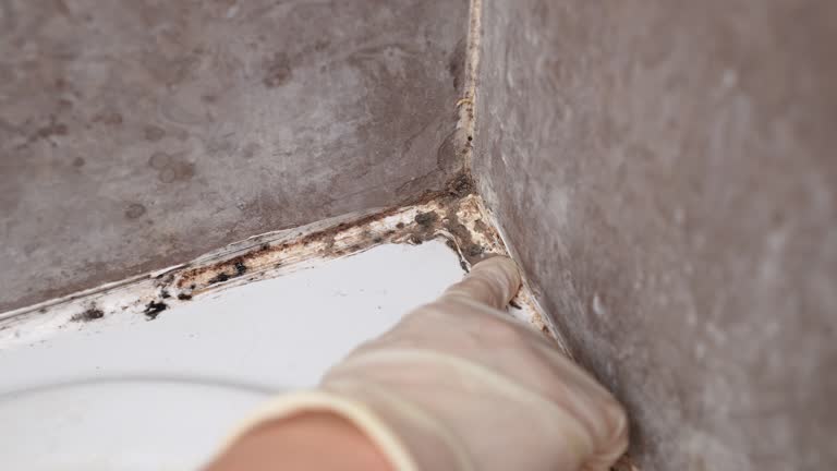 Best Environmental Consulting for Mold Prevention  in Funny River, AK
