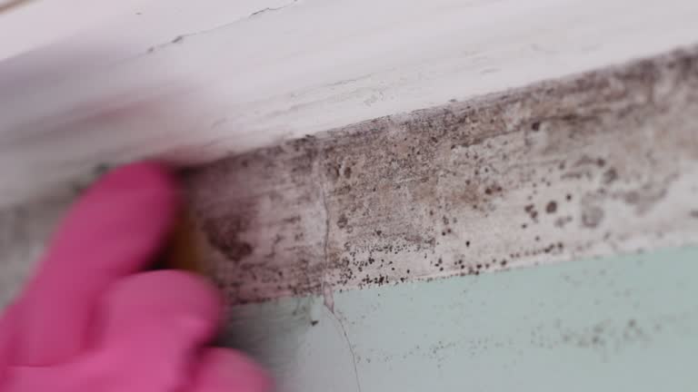 Professional Mold Removal in Funny River, AK